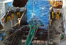  either side of a net that is being hauled onboard a large fishing boat